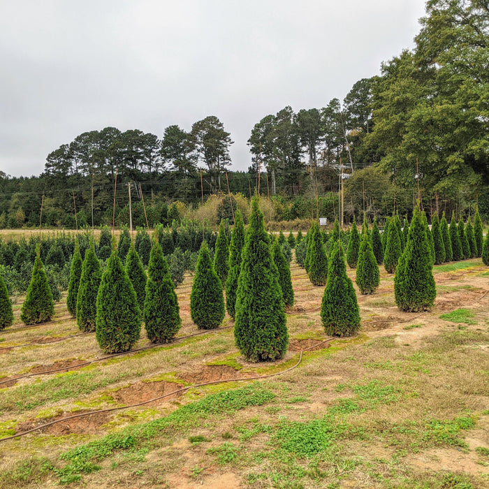 Thuja occidentalis 'Smaragd'  - Emerald Green Arborvitae - Shipped