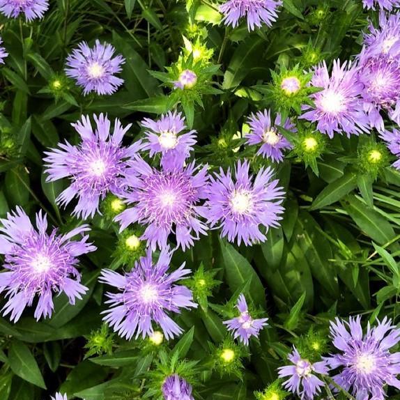 Stokesia laevis 'Peachie's Pick'  - Peachie's Pick Stoke's Aster - Shipped