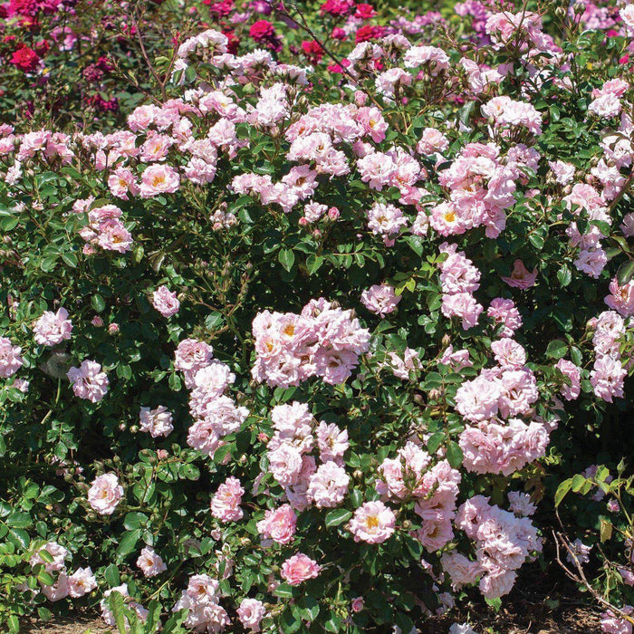 Rosa 'Meifranjin' PP 33,507  - Blushing Drift® Rose - Shipped