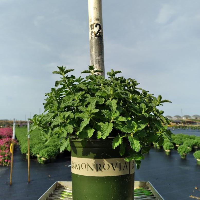 Walker's Low Catmint - Shipped