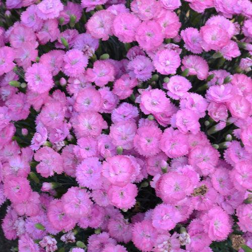 Fruit Punch® Sweetie Pie Dianthus - Shipped