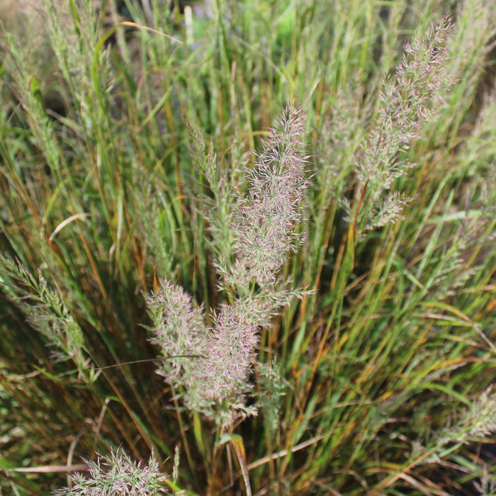 Calamagrostis brachytricha  - Reed Grass - Shipped