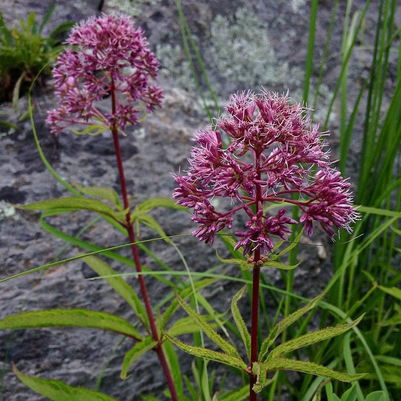 Baby Joe Coastal Plain Joe Pye Weed - Shipped