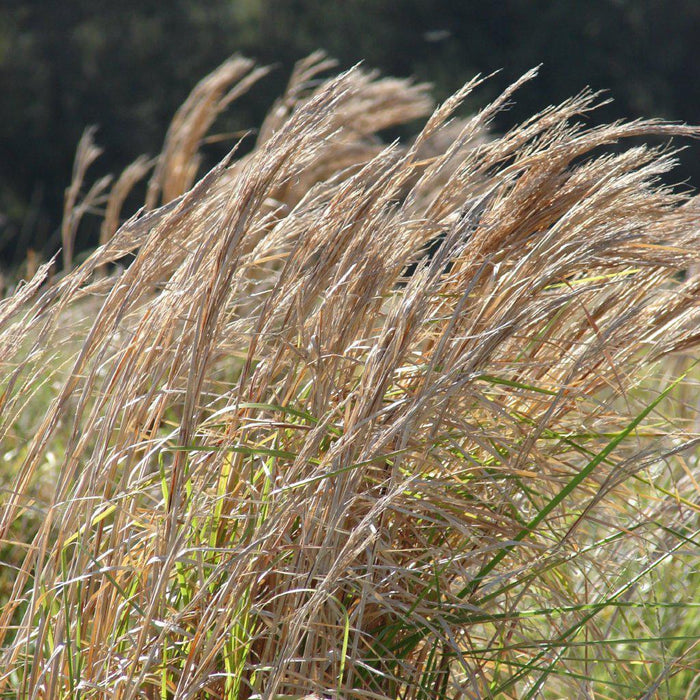 Andropogon virginicus  - Broomsedge, Yellow Bluestem - Shipped