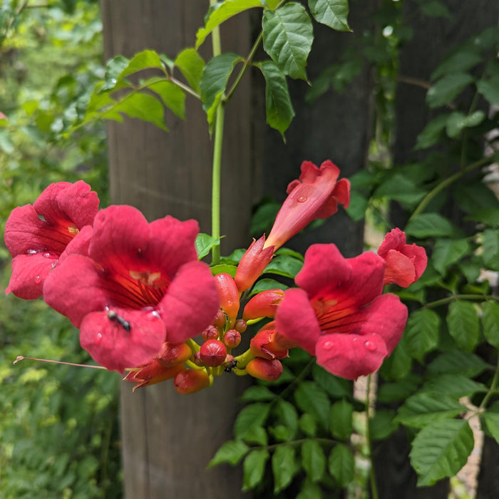 Campsis radicans 'Flamenco'  - Flamenco Trumpet Creeper - Shipped