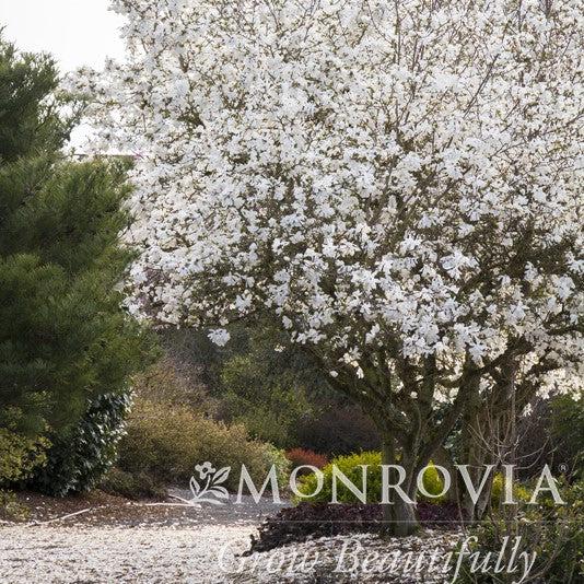 Magnolia stellata 'Royal Star'  - Royal Star Magnolia - Shipped