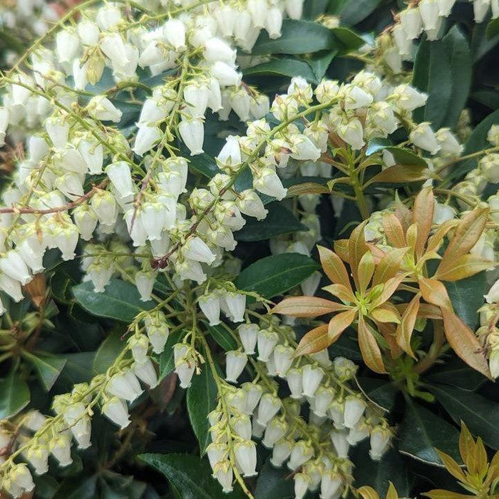 Pieris japonica 'Compacta'  - Compact Pieris - Shipped