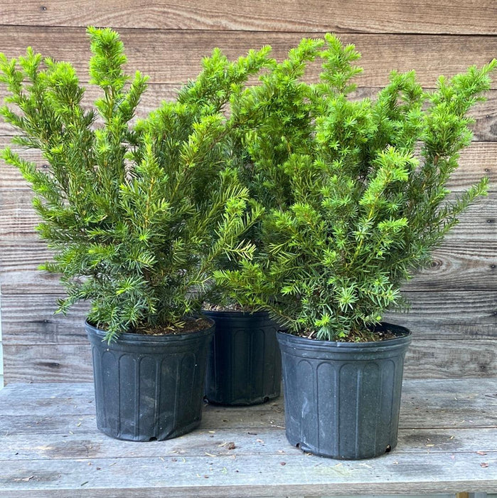 Taxus x media 'Densiformis'  - Dense Spreading Yew - Shipped
