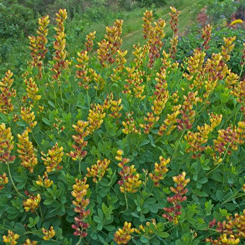 Baptisia 'Cherries Jubilee'  - Decadence® Cherries Jubilee Baptisia - Shipped