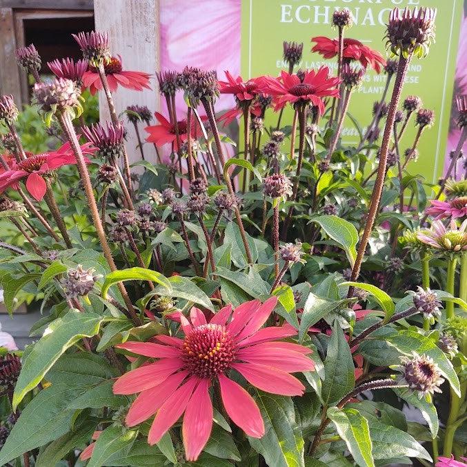Echinacea 'Panama Red'  - Panama® Red Coneflower - Shipped