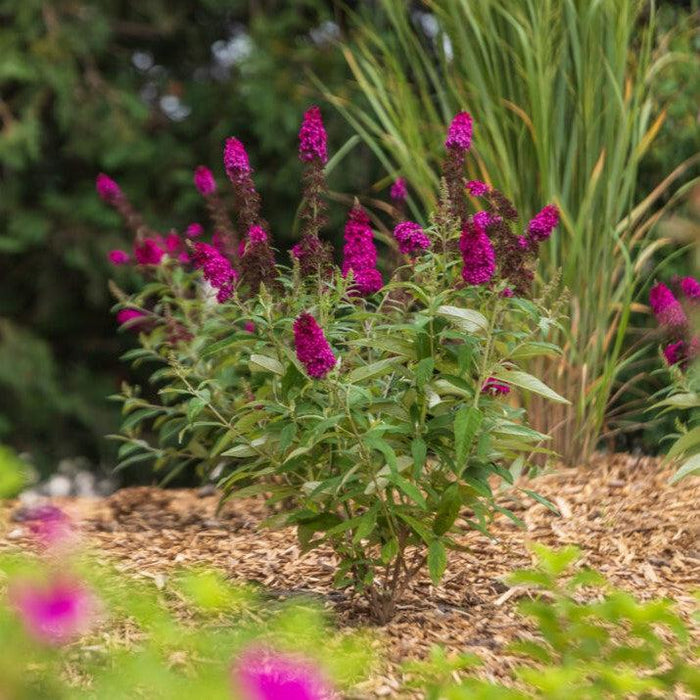 Buddleia davidii 'PIIBD-II' PP26,278  - First Editions® Funky Fuchsia™ Butterfly Bush - Shipped