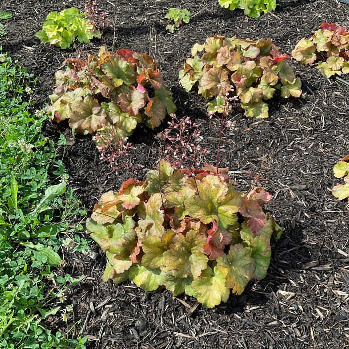 Heuchera 'Toffee Tart' PP33,694  - Dolce® Toffee Tart Heuchera - Shipped
