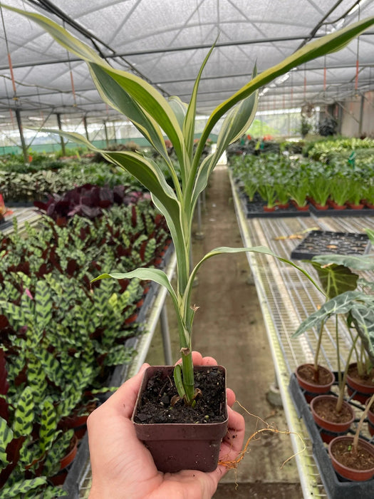 sander's dracaena Dracaena 'Sanderiana' — The Gardeners' Choice