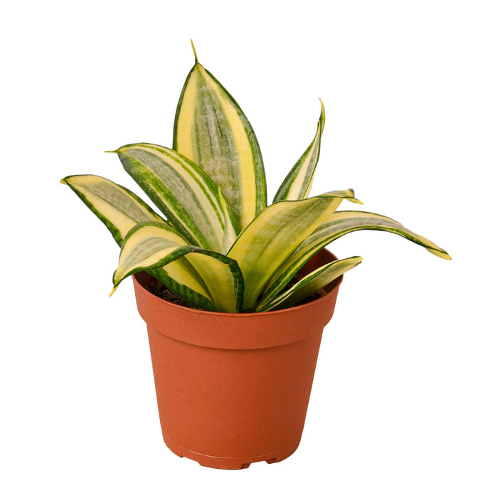 kinds of snake plants and their names Snake Plant 'Gold Hahnii' 4" Pot