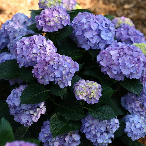 Let's Dance® Blue Jangles® Hydrangea - Shipped