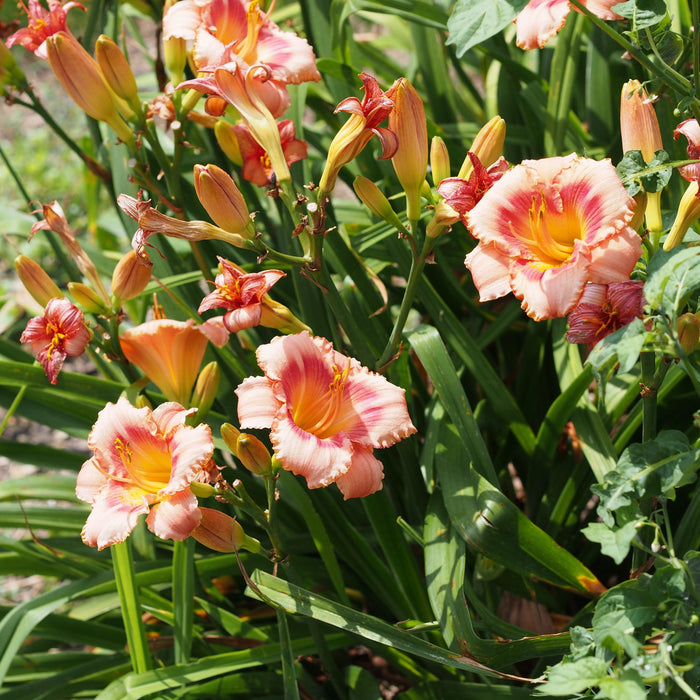 Strawberry Candy Daylily - Shipped