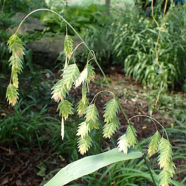 River Oats, Inland Sea Oats - Shipped