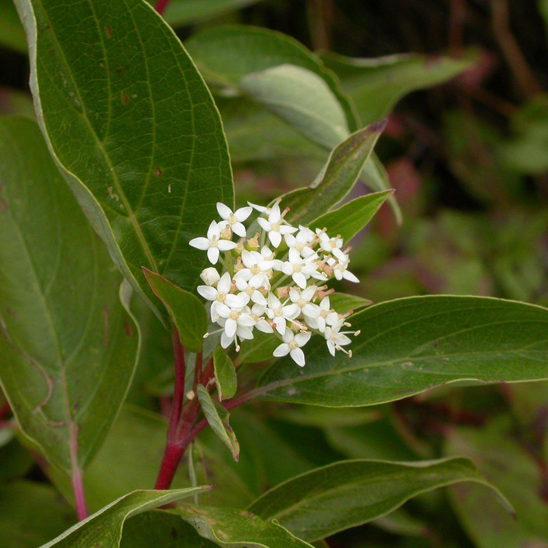 Bailey Red Twig Dogwood - Shipped