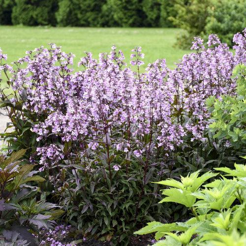 Penstemon ‘Midnight Masquerade’  - Midnight Masquerade Beardtongue - Shipped