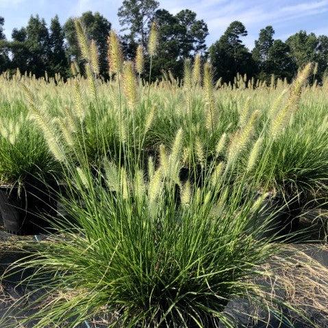 Pennisetum alopecuroides 'Hameln  - Hameln Fountain Grass - Shipped