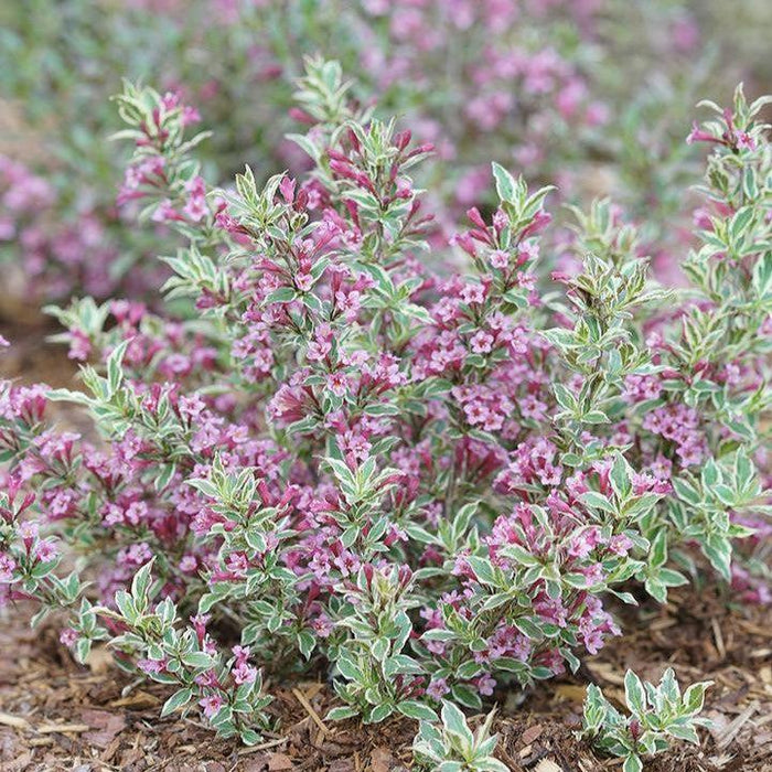 Weigela florida 'Verweig8' PP 30,064  - My Monet Purple Effect® Weigela - Shipped