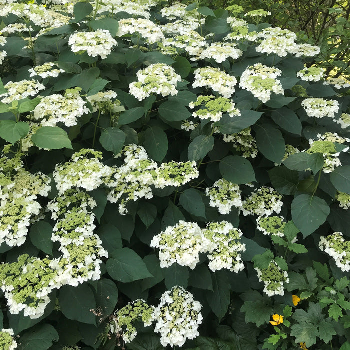 Hydrangea arborescens 'Haas' Halo'  - Haas' Halo Hydrangea - Shipped