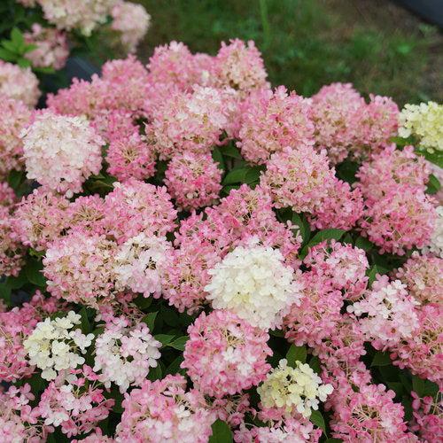 Proven Winners® Fire Light Tidbit® Hydrangea - Shipped
