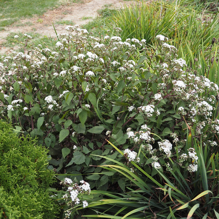 Eutrochium rugosum 'Chocolate'  - Chocolate Snakeroot - Shipped