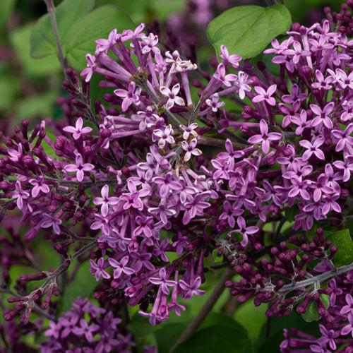 Bloomerang® Dark Purple Lilac - Shipped