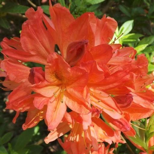 Mandarin Lights Native Azalea - Shipped