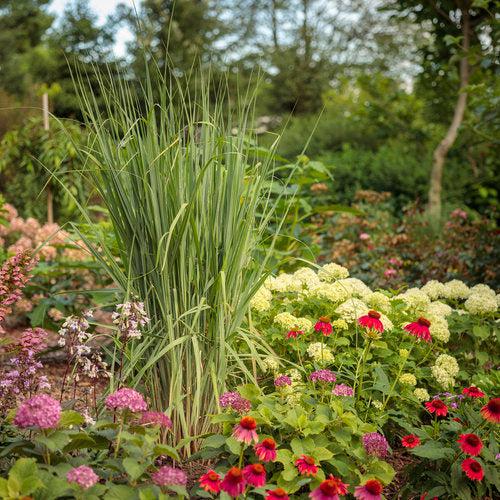 Panicum virgatum 'Totem Pole' 29,951  - Prairie Winds® Totem Pole Switch Grass - Shipped