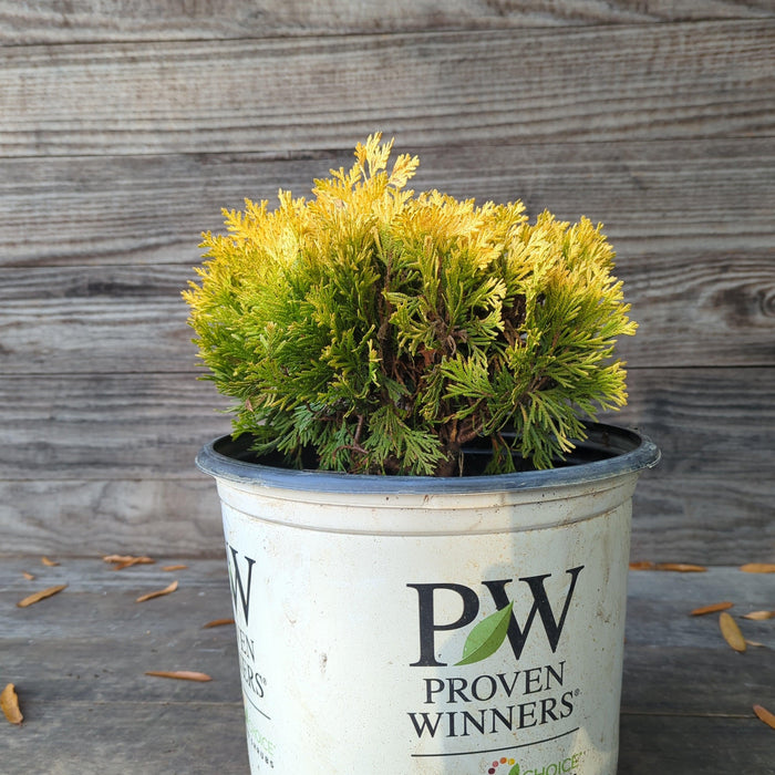 Thuja occidentalis 'Anna van Vloten' USPP 25,868  - Anna's Magic Ball® Arborvitae - Shipped
