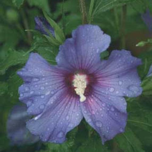 Azurri Blue Satin® Rose of Sharon - Shipped
