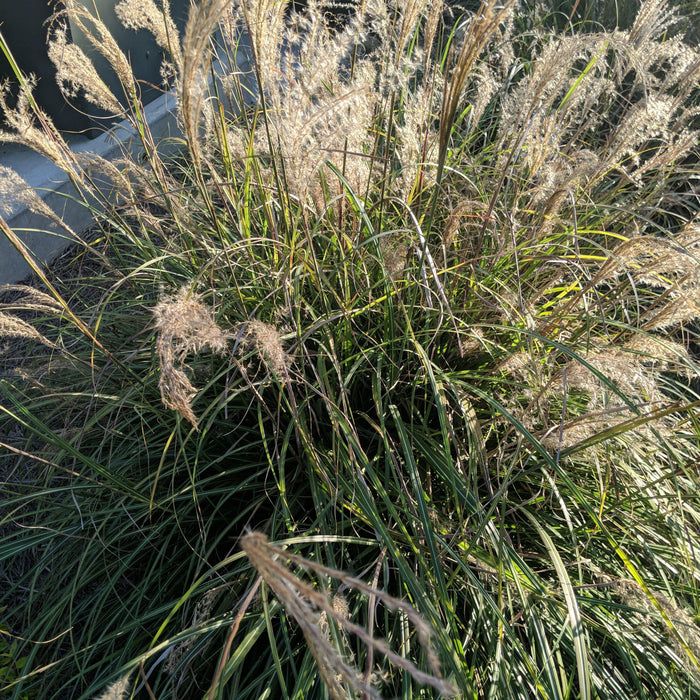 Miscanthus sinensis 'Adagio'  - Adagio Maiden Grass - Shipped
