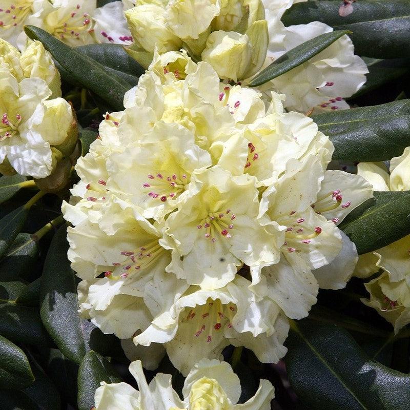 Hybrid Rhododendron 'Capistrano' {3-Gallon pot}