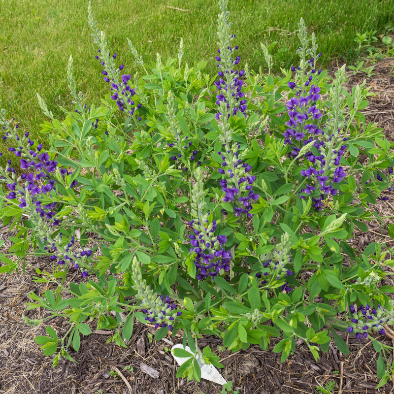 Decadence® Blueberry Sundae False Indigo - Shipped