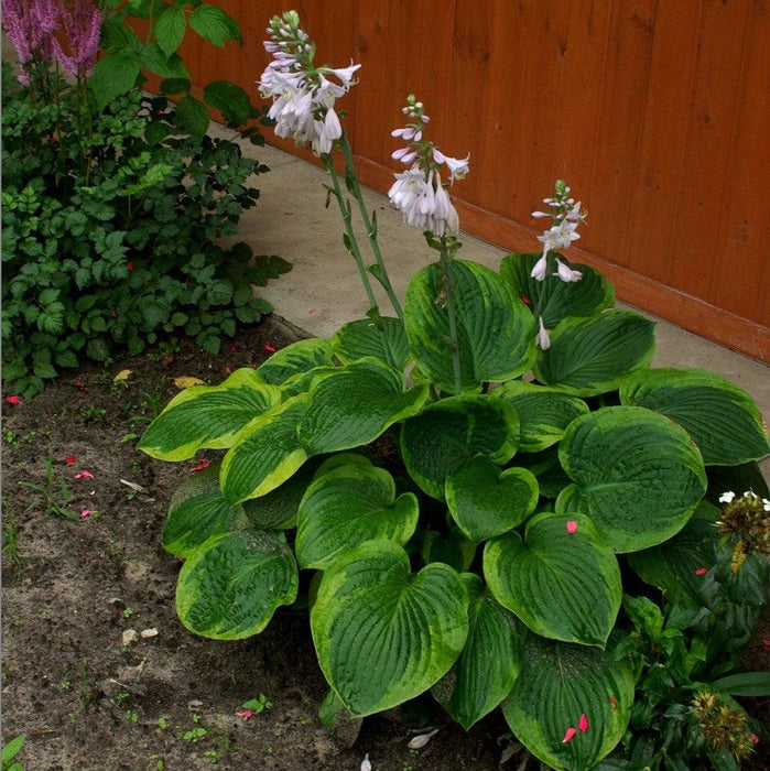 Frances Williams Hosta - Shipped