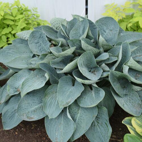 Hosta 'Above The Clouds' PP34,341  - PW® Shadowland® Above The Clouds Hosta - Shipped