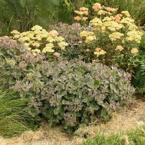 Sedum 'Coraljade'  - Rock 'N Grow® Coraljade Stonecrop - Shipped