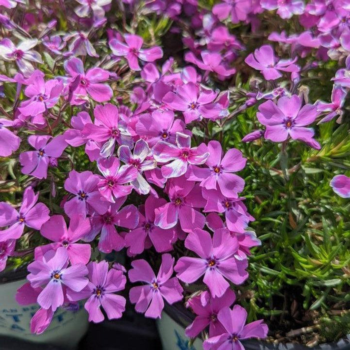 Phlox subulata 'Spring Purple'  - Spring Purple Creeping Phlox - Shipped