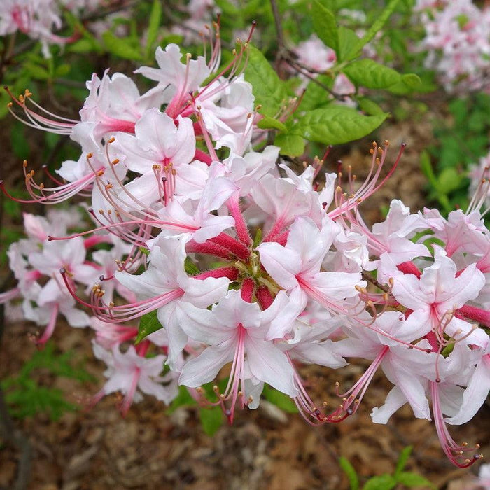 Rhododendron periclymenoides  - Pinxterbloom Azalea - Shipped