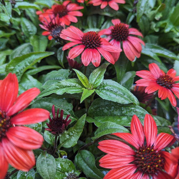Echinacea 'Panama Red'  - Panama® Red Coneflower - Shipped