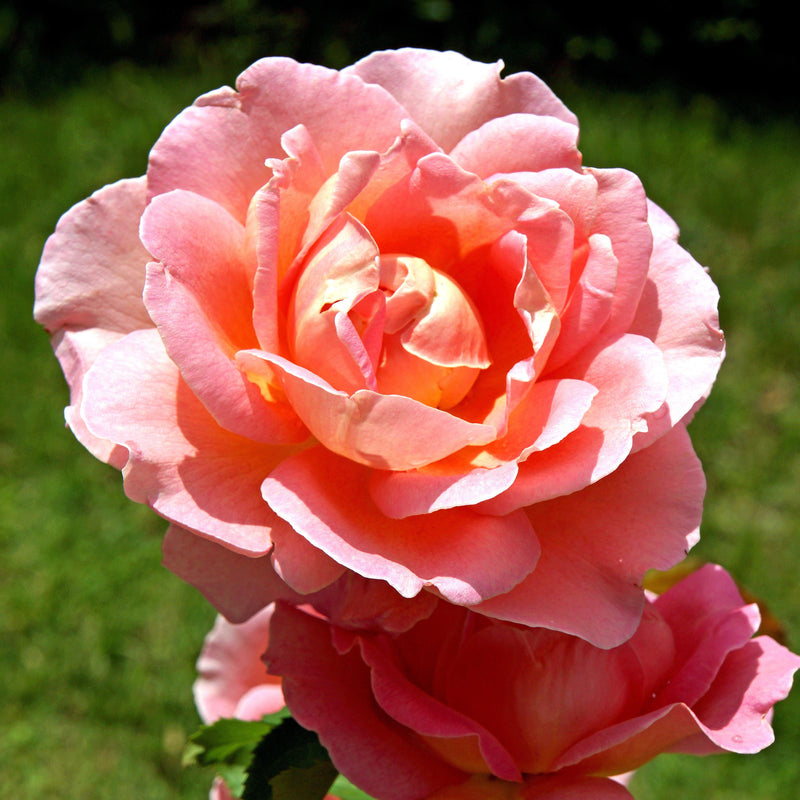 Coral Knock Out® Rose - Shipped