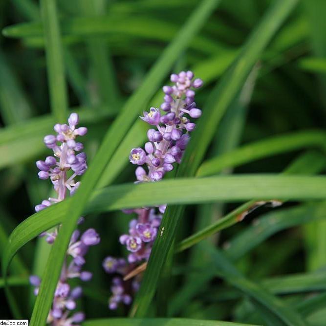 Liriope muscari 'Big Blue'  - Big Blue Lily Turf - Shipped