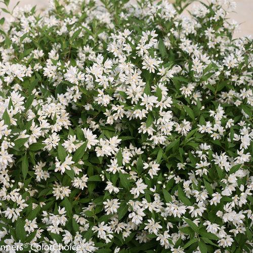 Yuki Snowflake® Deutzia - Shipped