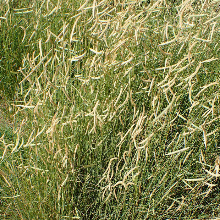 Bouteloua gracilis 'Blonde Ambition'  - 'Blonde Ambition' Blue Grama - Shipped