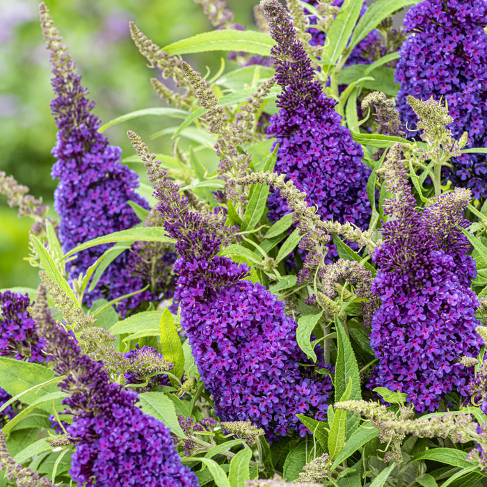 Buddleia davidii 'BotEx 001' PP34,515  - Butterfly Candy™ Li'l Grape™ Butterfly Bush - Shipped