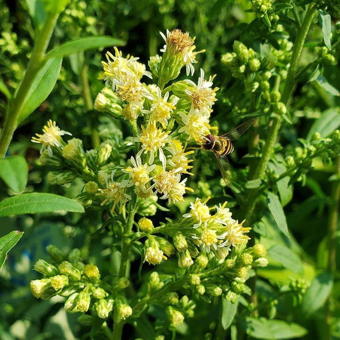 Solidago bicolor  - Silverrod - Shipped
