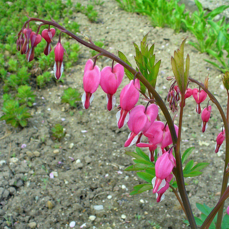 Asian Bleeding Heart - Shipped