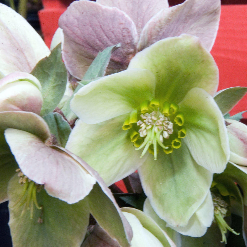Ivory Prince Lenten Rose - Shipped